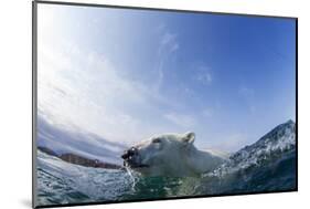 Canada, Nunavut Territory, Repulse Bay, Polar Bear Swimming-Paul Souders-Mounted Photographic Print