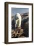 Canada, Nunavut Territory, Repulse Bay, Polar Bear Walking on Rocky Shoreline Along Hudson Bay-Paul Souders-Framed Photographic Print