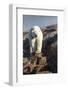 Canada, Nunavut Territory, Repulse Bay, Polar Bear Walking on Rocky Shoreline Along Hudson Bay-Paul Souders-Framed Photographic Print