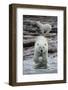 Canada, Nunavut Territory, Repulse Bay, Polar Bears Along Shoreline-Paul Souders-Framed Photographic Print