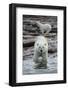 Canada, Nunavut Territory, Repulse Bay, Polar Bears Along Shoreline-Paul Souders-Framed Photographic Print