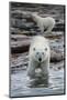 Canada, Nunavut Territory, Repulse Bay, Polar Bears Along Shoreline-Paul Souders-Mounted Photographic Print
