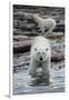 Canada, Nunavut Territory, Repulse Bay, Polar Bears Along Shoreline-Paul Souders-Framed Photographic Print