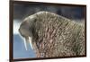 Canada, Nunavut Territory, Walrus Near Arctic Circle on Hudson Bay-Paul Souders-Framed Photographic Print