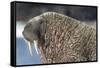 Canada, Nunavut Territory, Walrus Near Arctic Circle on Hudson Bay-Paul Souders-Framed Stretched Canvas