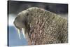 Canada, Nunavut Territory, Walrus Near Arctic Circle on Hudson Bay-Paul Souders-Stretched Canvas