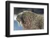 Canada, Nunavut Territory, Walrus Near Arctic Circle on Hudson Bay-Paul Souders-Framed Photographic Print