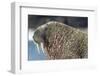 Canada, Nunavut Territory, Walrus Near Arctic Circle on Hudson Bay-Paul Souders-Framed Photographic Print