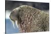 Canada, Nunavut Territory, Walrus Near Arctic Circle on Hudson Bay-Paul Souders-Stretched Canvas