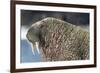 Canada, Nunavut Territory, Walrus Near Arctic Circle on Hudson Bay-Paul Souders-Framed Photographic Print