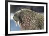 Canada, Nunavut Territory, Walrus Near Arctic Circle on Hudson Bay-Paul Souders-Framed Photographic Print