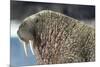 Canada, Nunavut Territory, Walrus Near Arctic Circle on Hudson Bay-Paul Souders-Mounted Photographic Print