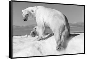 Canada, Nunavut Territory, Wet Polar Bear on an Iceberg in Hudson Bay-Paul Souders-Framed Stretched Canvas