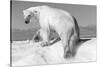 Canada, Nunavut Territory, Wet Polar Bear on an Iceberg in Hudson Bay-Paul Souders-Stretched Canvas
