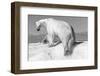 Canada, Nunavut Territory, Wet Polar Bear on an Iceberg in Hudson Bay-Paul Souders-Framed Photographic Print