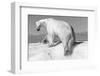 Canada, Nunavut Territory, Wet Polar Bear on an Iceberg in Hudson Bay-Paul Souders-Framed Photographic Print