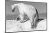 Canada, Nunavut Territory, Wet Polar Bear on an Iceberg in Hudson Bay-Paul Souders-Mounted Photographic Print