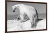 Canada, Nunavut Territory, Wet Polar Bear on an Iceberg in Hudson Bay-Paul Souders-Framed Photographic Print