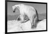 Canada, Nunavut Territory, Wet Polar Bear on an Iceberg in Hudson Bay-Paul Souders-Framed Photographic Print