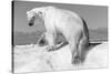 Canada, Nunavut Territory, Wet Polar Bear on an Iceberg in Hudson Bay-Paul Souders-Stretched Canvas