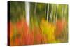 Canada, Ontario, Algonquin Provincial Park. Abstract of Autumn Scenic-Jaynes Gallery-Stretched Canvas