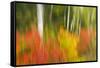 Canada, Ontario, Algonquin Provincial Park. Abstract of Autumn Scenic-Jaynes Gallery-Framed Stretched Canvas