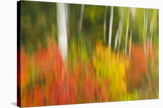 Canada, Ontario, Algonquin Provincial Park. Abstract of Autumn Scenic-Jaynes Gallery-Stretched Canvas