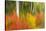 Canada, Ontario, Algonquin Provincial Park. Abstract of Autumn Scenic-Jaynes Gallery-Stretched Canvas