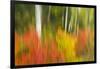 Canada, Ontario, Algonquin Provincial Park. Abstract of Autumn Scenic-Jaynes Gallery-Framed Photographic Print