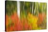 Canada, Ontario, Algonquin Provincial Park. Abstract of Autumn Scenic-Jaynes Gallery-Stretched Canvas