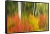 Canada, Ontario, Algonquin Provincial Park. Abstract of Autumn Scenic-Jaynes Gallery-Framed Stretched Canvas