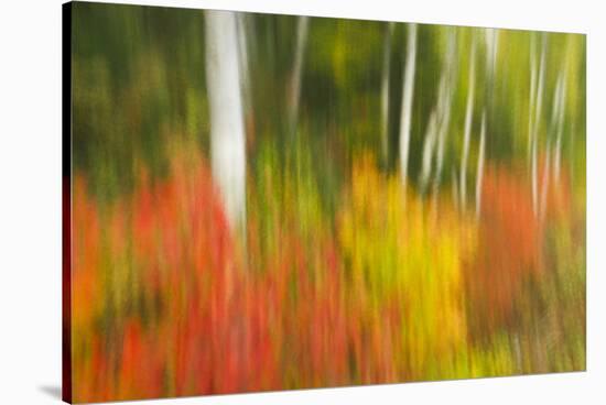 Canada, Ontario, Algonquin Provincial Park. Abstract of Autumn Scenic-Jaynes Gallery-Stretched Canvas