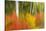 Canada, Ontario, Algonquin Provincial Park. Abstract of Autumn Scenic-Jaynes Gallery-Stretched Canvas