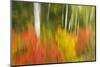 Canada, Ontario, Algonquin Provincial Park. Abstract of Autumn Scenic-Jaynes Gallery-Mounted Photographic Print