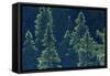 Canada, Ontario. Algonquin Provincial Park. Black Spruce Trees-Jaynes Gallery-Framed Stretched Canvas