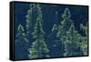 Canada, Ontario. Algonquin Provincial Park. Black Spruce Trees-Jaynes Gallery-Framed Stretched Canvas