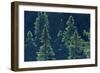 Canada, Ontario. Algonquin Provincial Park. Black Spruce Trees-Jaynes Gallery-Framed Photographic Print