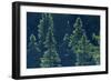 Canada, Ontario. Algonquin Provincial Park. Black Spruce Trees-Jaynes Gallery-Framed Photographic Print