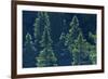 Canada, Ontario. Algonquin Provincial Park. Black Spruce Trees-Jaynes Gallery-Framed Photographic Print