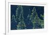 Canada, Ontario. Algonquin Provincial Park. Black Spruce Trees-Jaynes Gallery-Framed Photographic Print