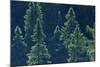 Canada, Ontario. Algonquin Provincial Park. Black Spruce Trees-Jaynes Gallery-Mounted Photographic Print