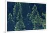 Canada, Ontario. Algonquin Provincial Park. Black Spruce Trees-Jaynes Gallery-Framed Photographic Print