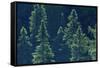 Canada, Ontario. Algonquin Provincial Park. Black Spruce Trees-Jaynes Gallery-Framed Stretched Canvas