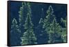Canada, Ontario. Algonquin Provincial Park. Black Spruce Trees-Jaynes Gallery-Framed Stretched Canvas