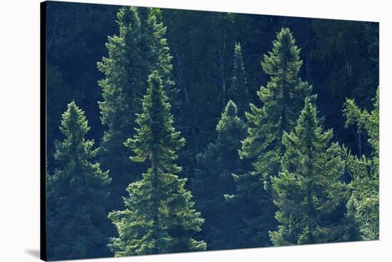 Canada, Ontario. Algonquin Provincial Park. Black Spruce Trees-Jaynes Gallery-Stretched Canvas