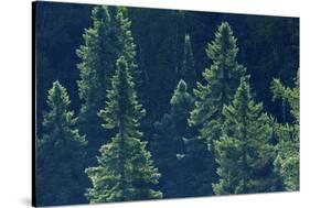 Canada, Ontario. Algonquin Provincial Park. Black Spruce Trees-Jaynes Gallery-Stretched Canvas