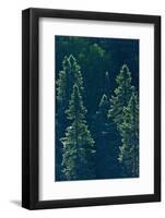 Canada, Ontario. Algonquin Provincial Park. Black Spruce Trees-Jaynes Gallery-Framed Photographic Print