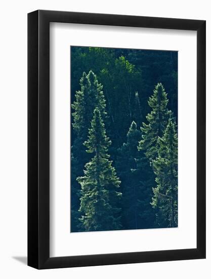 Canada, Ontario. Algonquin Provincial Park. Black Spruce Trees-Jaynes Gallery-Framed Photographic Print