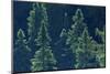 Canada, Ontario. Algonquin Provincial Park. Black Spruce Trees-Jaynes Gallery-Mounted Photographic Print