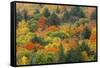 Canada, Ontario, Algonquin Provincial Park. Hill in Autumn Foliage-Jaynes Gallery-Framed Stretched Canvas